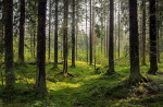 Apel o pomoc do Generalnej Dyrekcji Lasów Państwowych